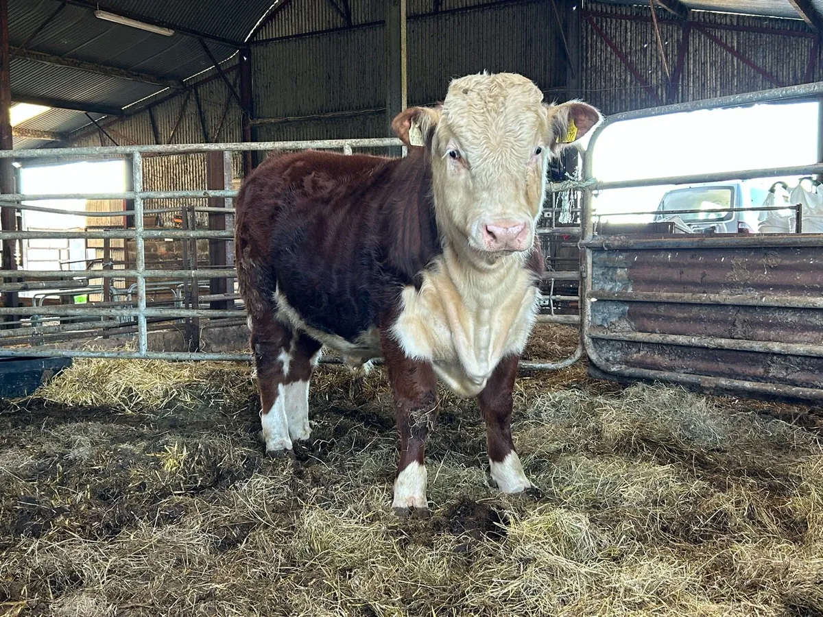 Hereford bull - Image 2