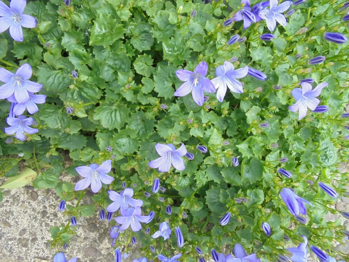 Campanula
