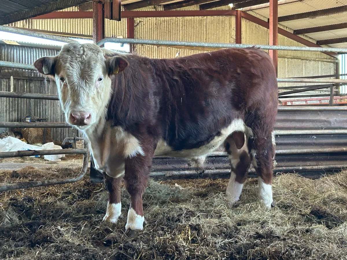 Hereford bull - Image 1