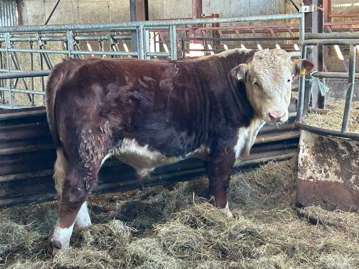 Hereford bull - Image 3