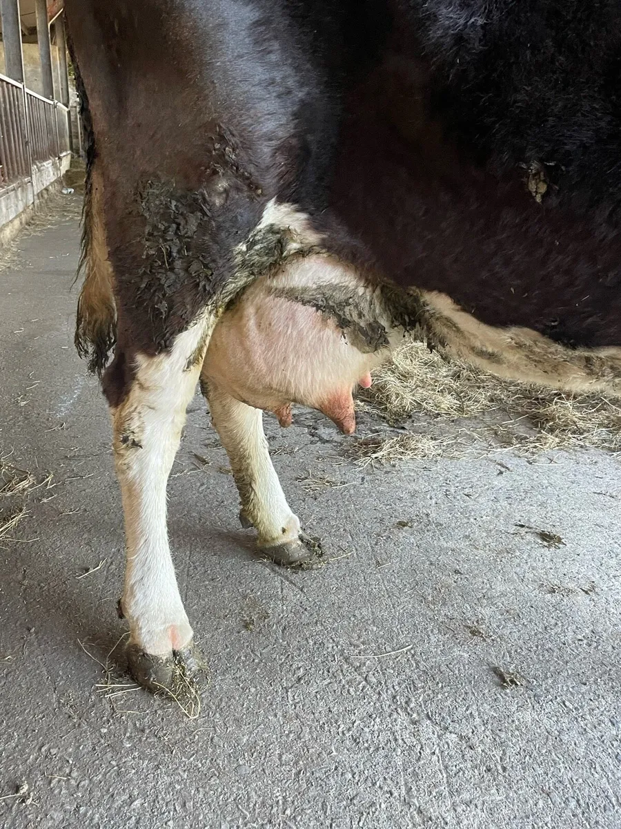 Cow with plenty of milk - Image 1