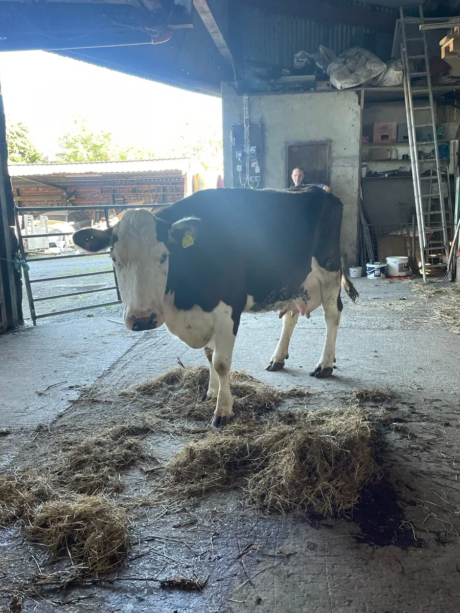 Cow with plenty of milk - Image 2