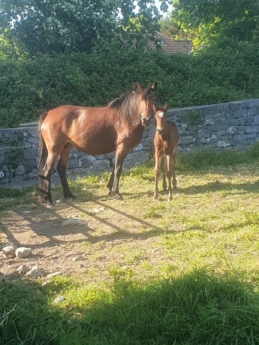 MARE AND COLT FOAL FOR SALE - Image 2