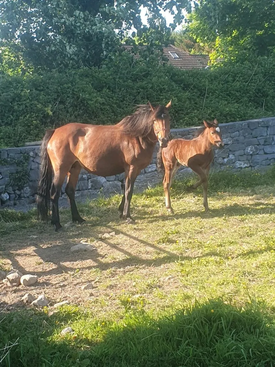 MARE AND COLT FOAL FOR SALE - Image 1