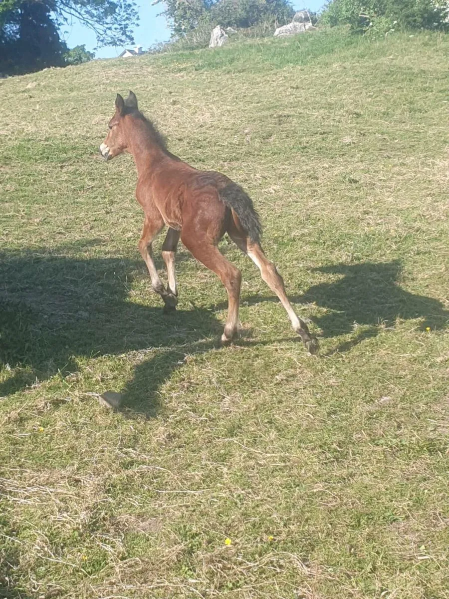MARE AND COLT FOAL FOR SALE - Image 4
