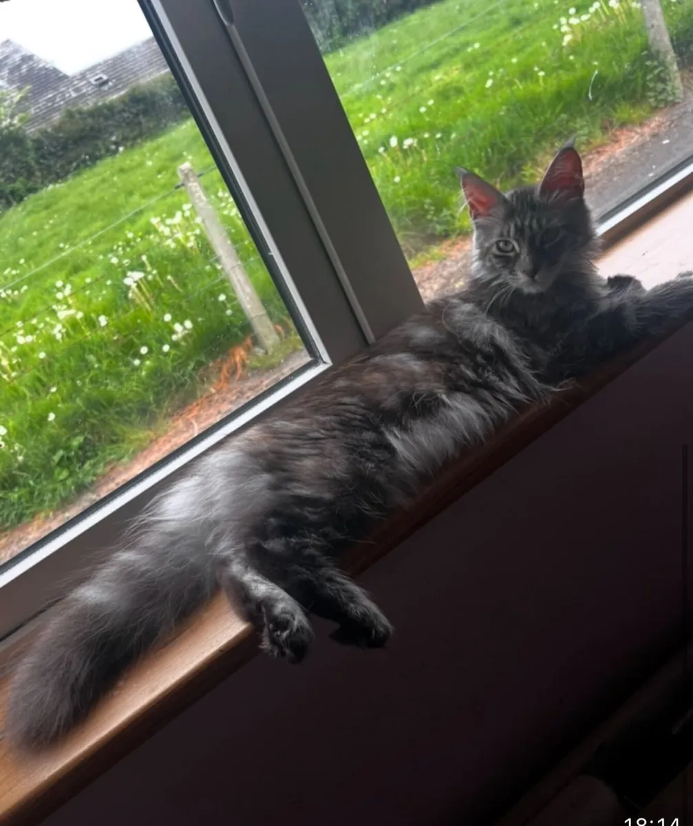 Maine Coon Cat - Image 1