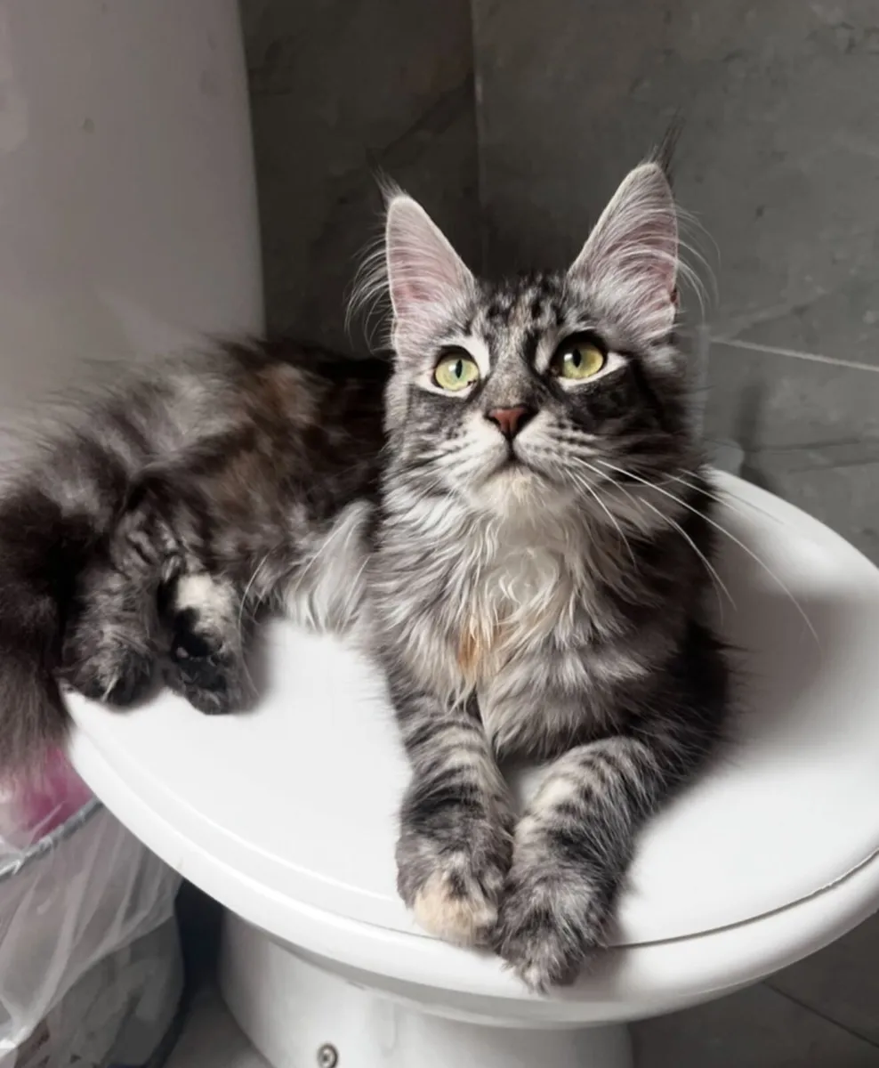 Maine Coon Cat - Image 2