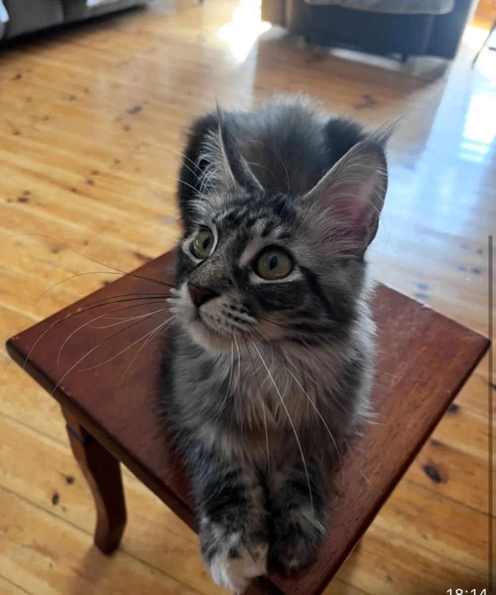 Maine Coon Cat - Image 3