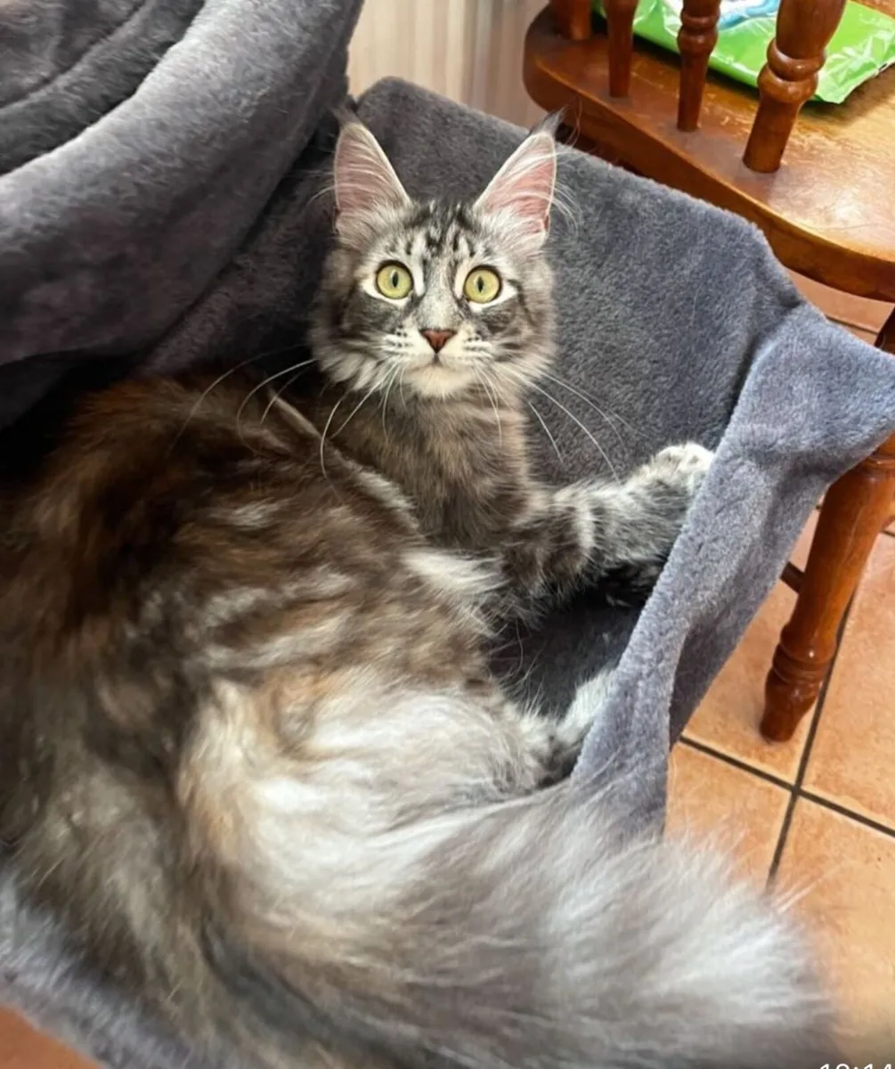 Maine Coon Cat - Image 4