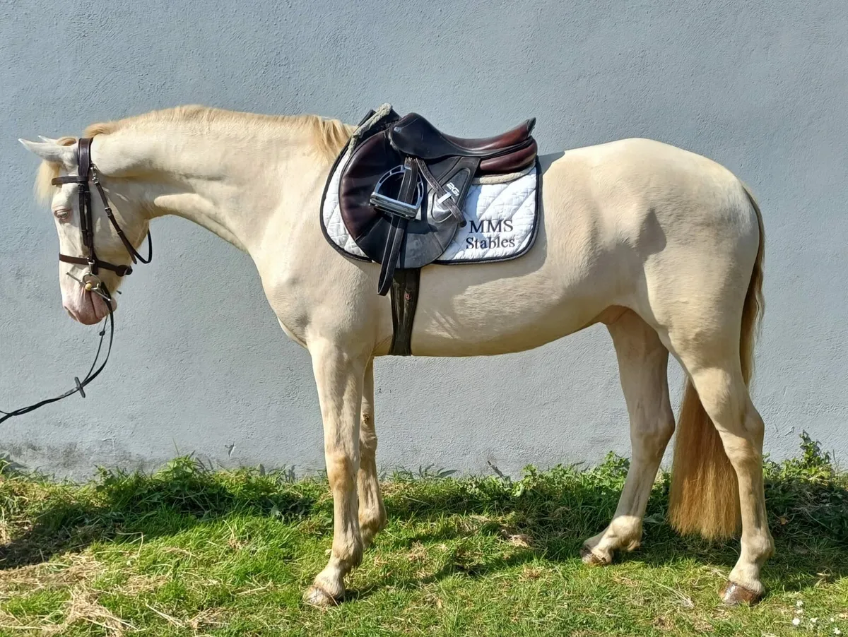 Cremello Connemara - Image 1