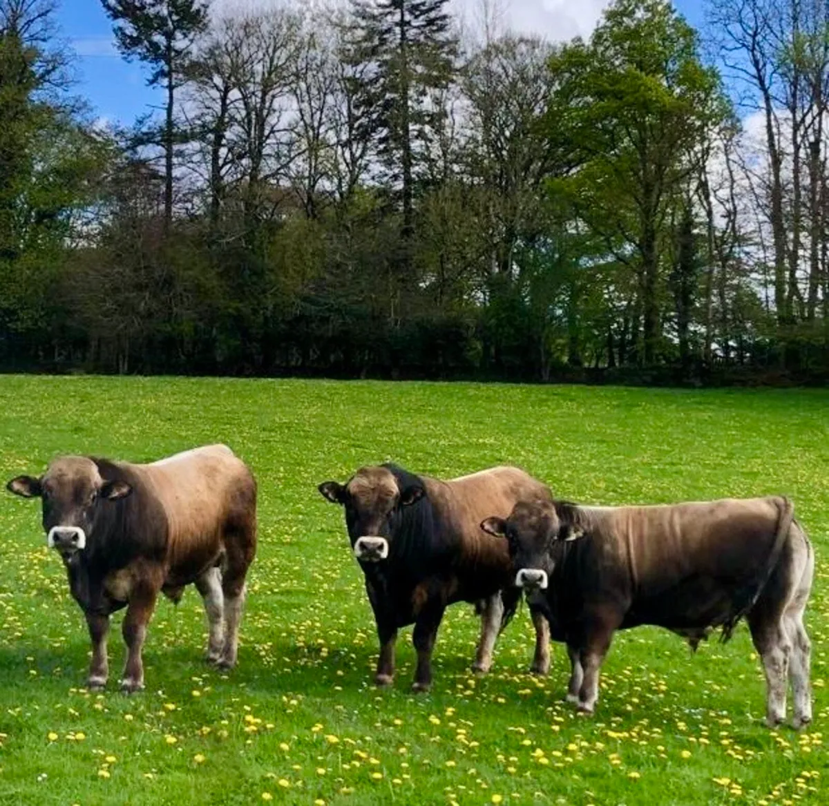 Aubrac Bulls for Sale - Image 2