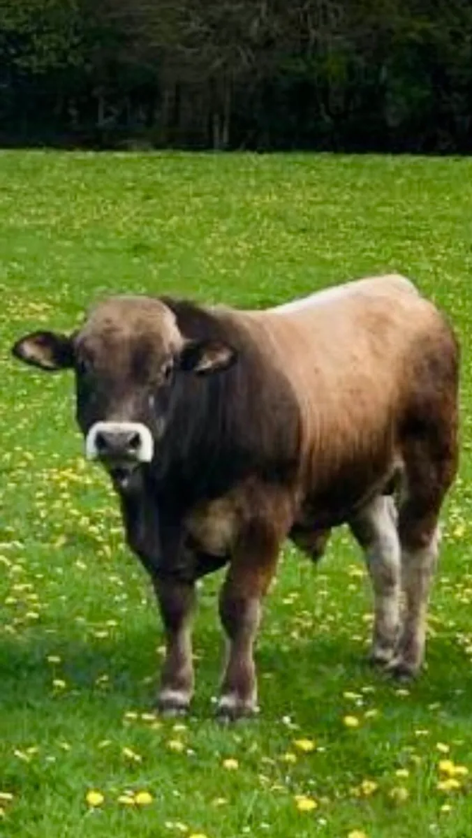 Aubrac Bulls for Sale - Image 3