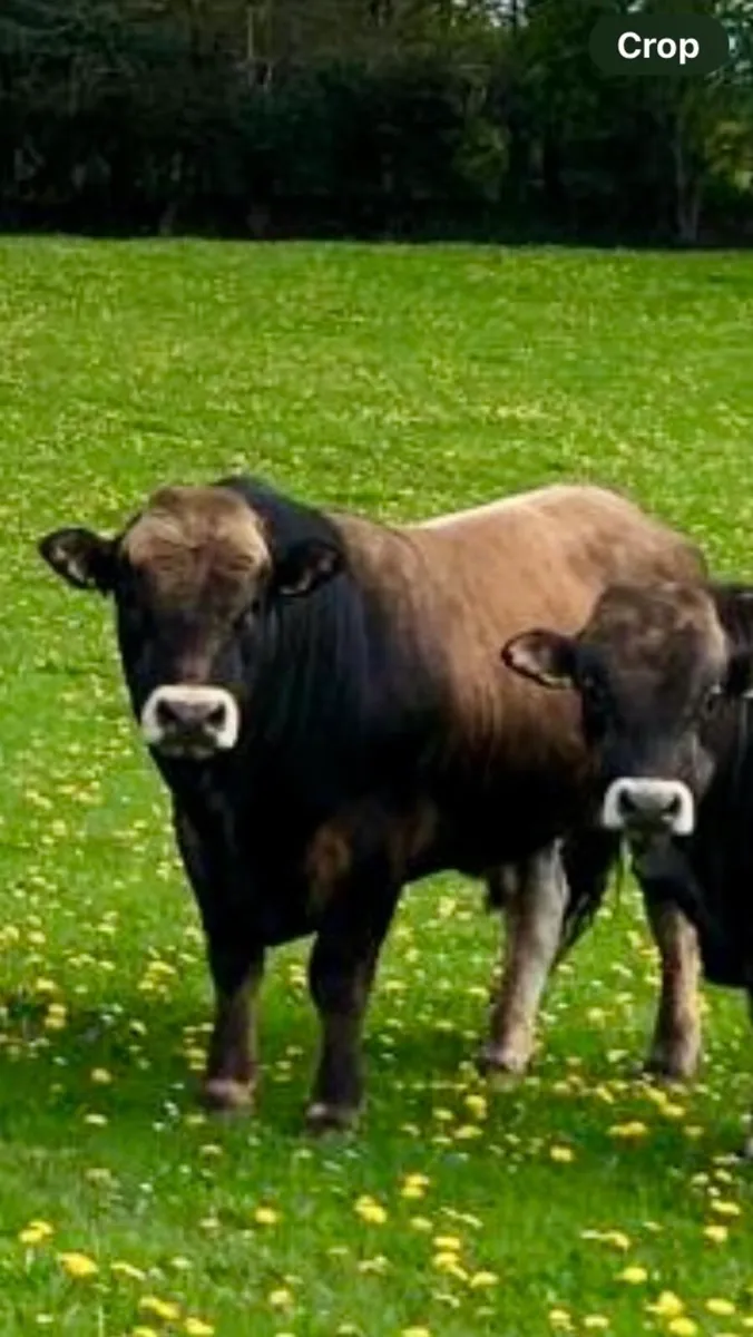 Aubrac Bulls for Sale - Image 1