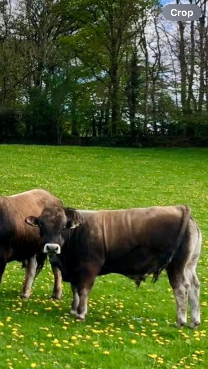 Aubrac Bulls for Sale - Image 4