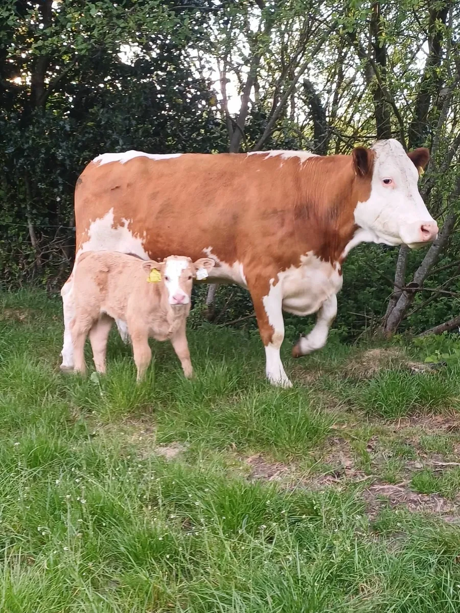 BALLYBAY MART FRIDAY 16th MAY - Image 3