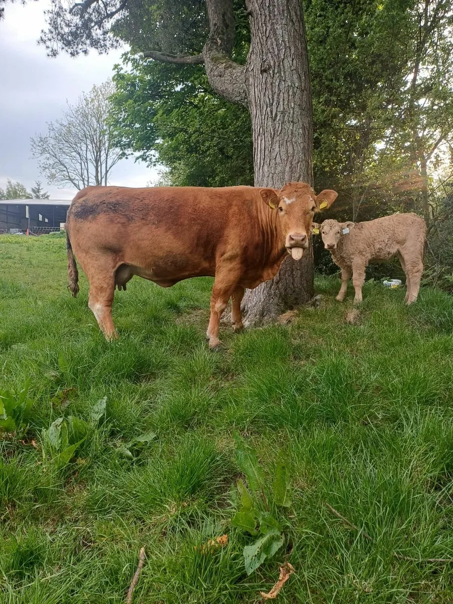 BALLYBAY MART FRIDAY 16th MAY - Image 4