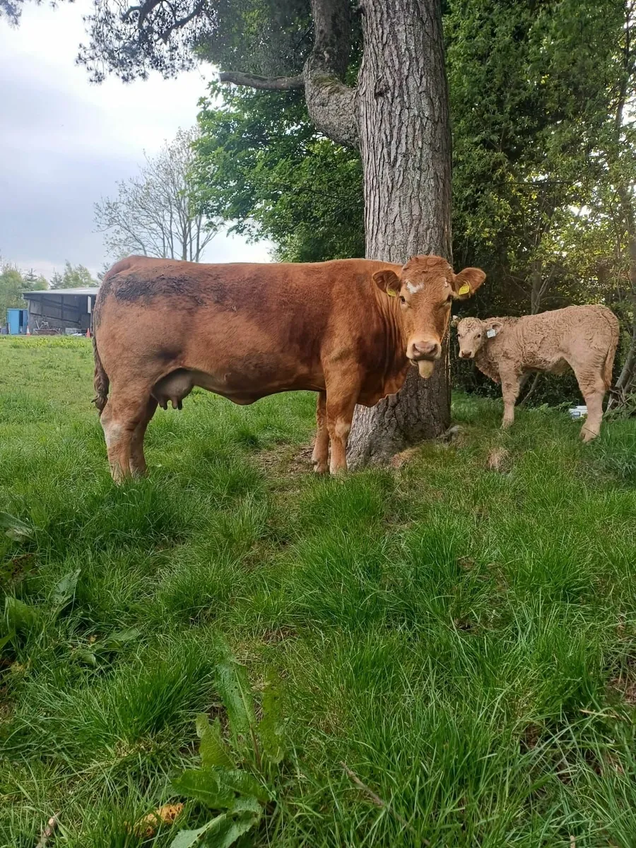 BALLYBAY MART FRIDAY 16th MAY - Image 1