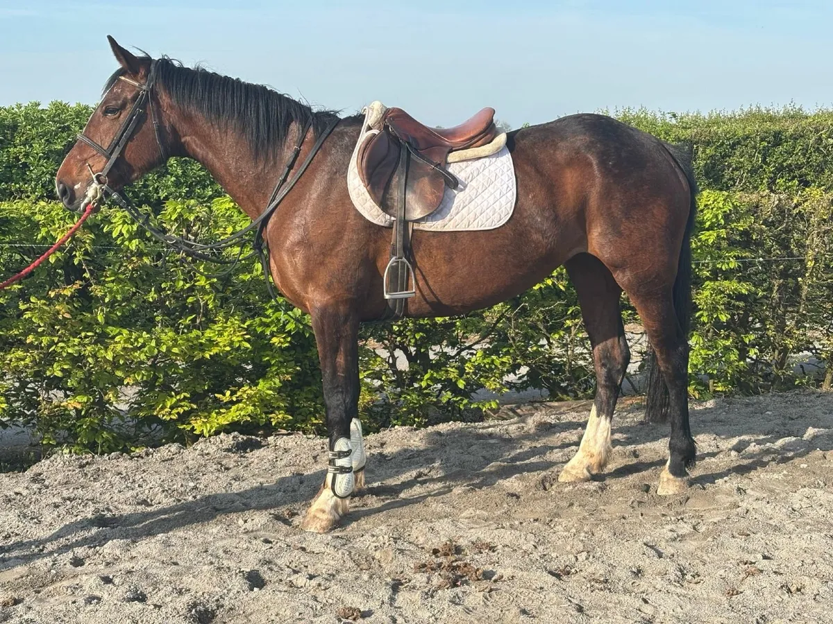 Horse - Image 1