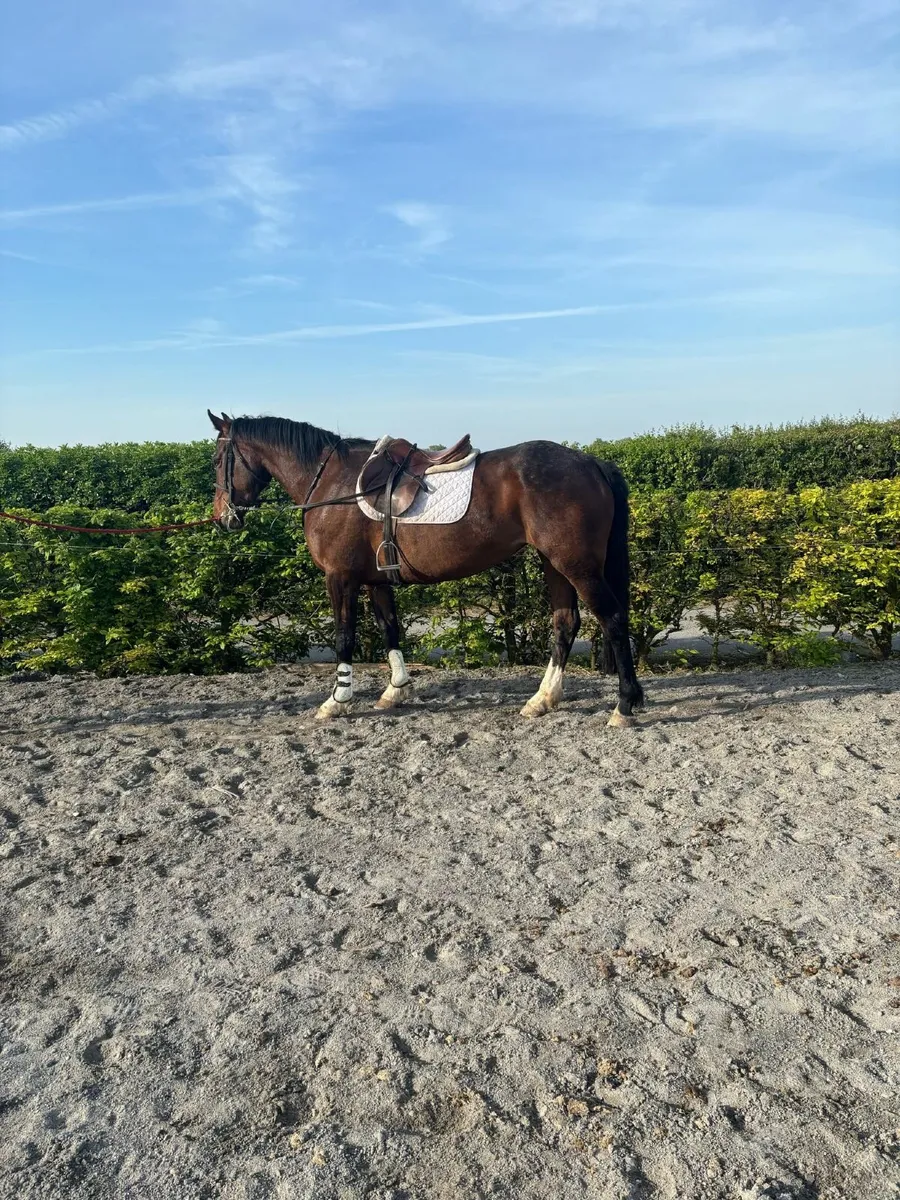 Horse - Image 4
