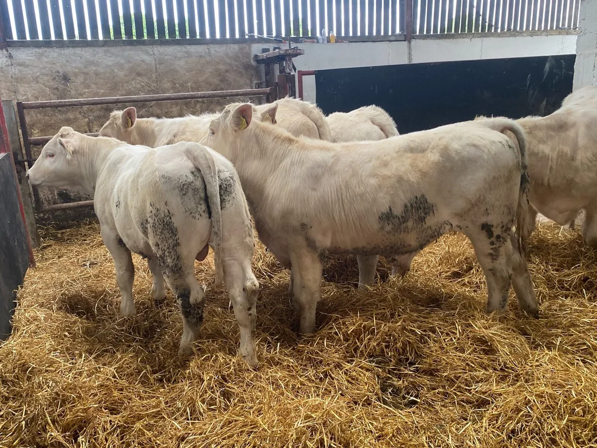 300 Kg Snow White Charolais Bullocks - Image 1
