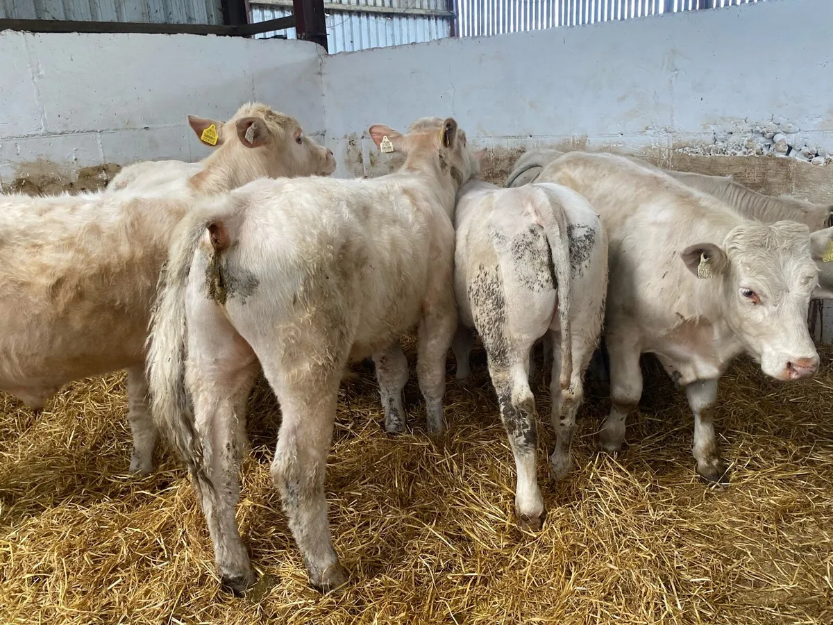 300 Kg Snow White Charolais Bullocks - Image 2