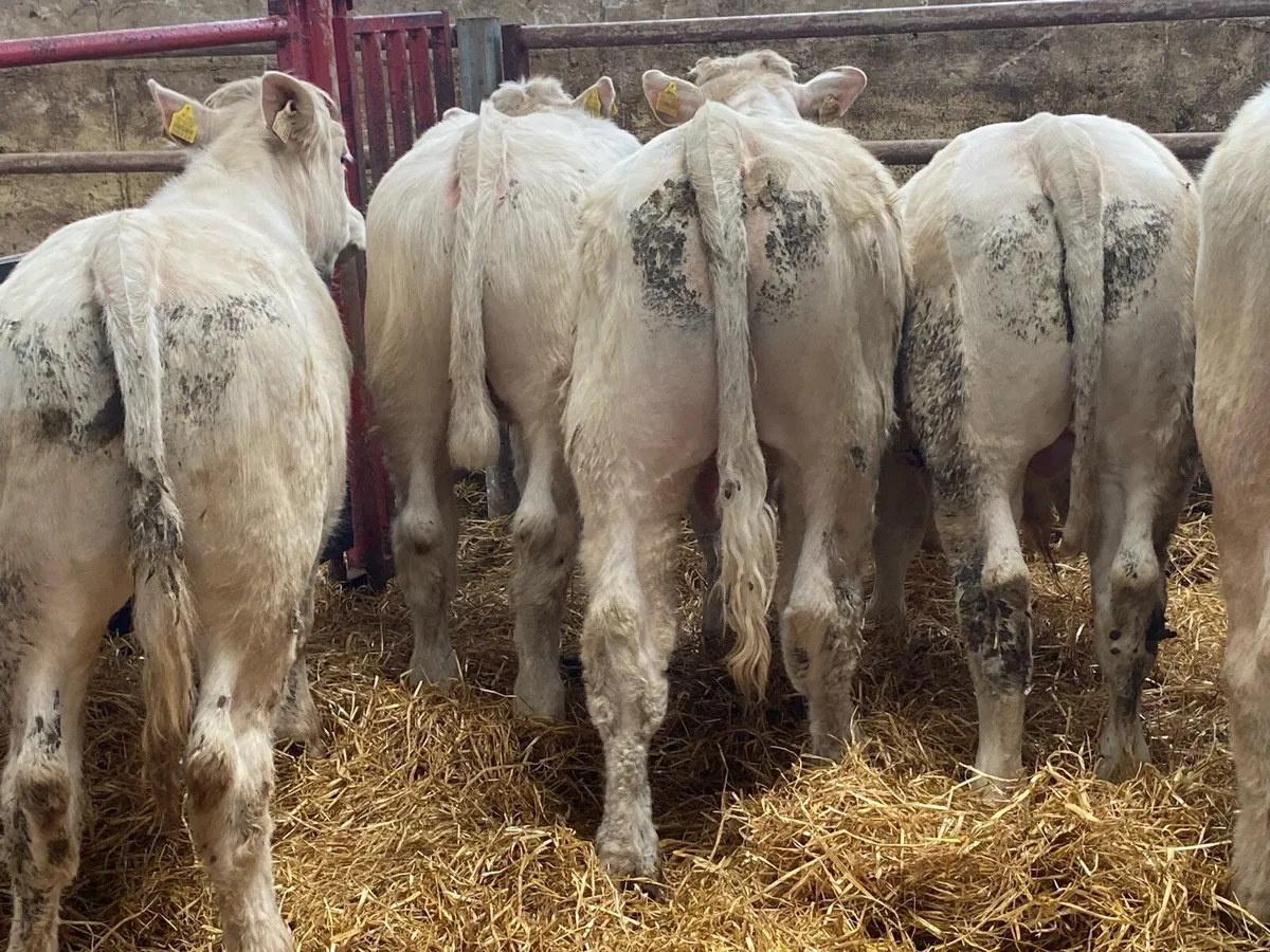 300 Kg Snow White Charolais Bullocks - Image 4