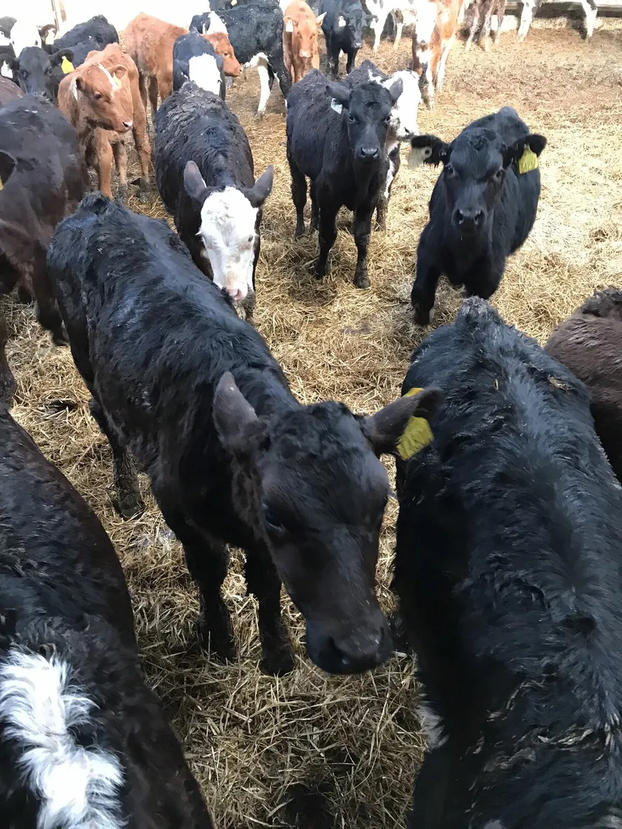 Reared Calves Wanted - Image 1
