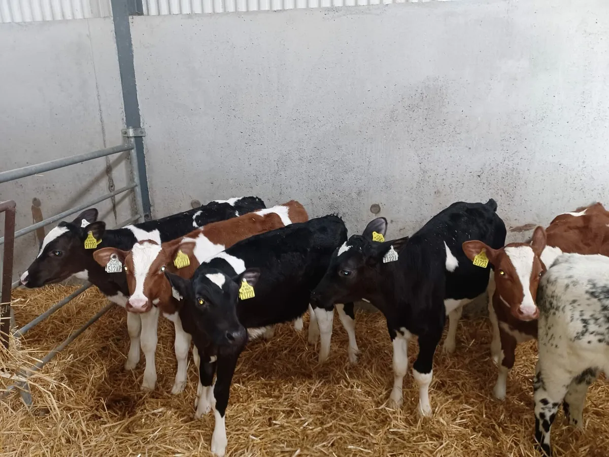 Reared Calves Wanted - Image 2