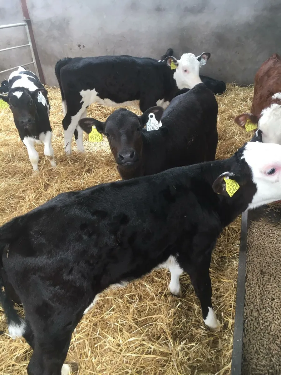 Reared Calves Wanted - Image 3