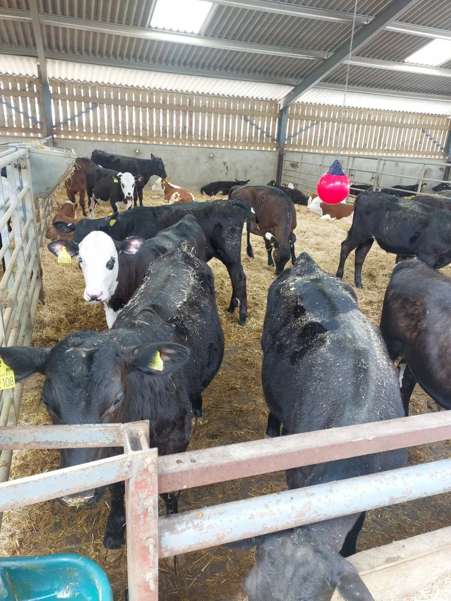 Reared Calves Wanted - Image 4