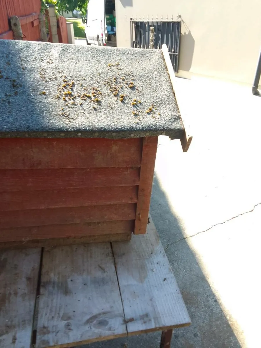Dog kennel - Image 4