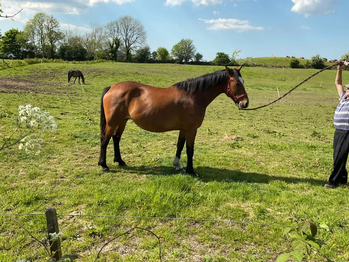 RID Brood Mare - Image 1