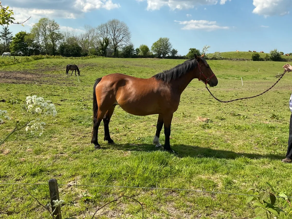 RID Brood Mare - Image 2