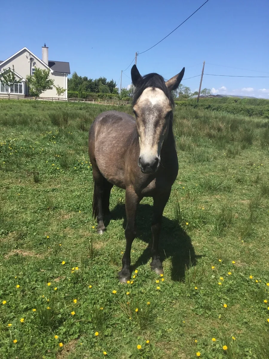 Dun Connemara gelding - Image 1