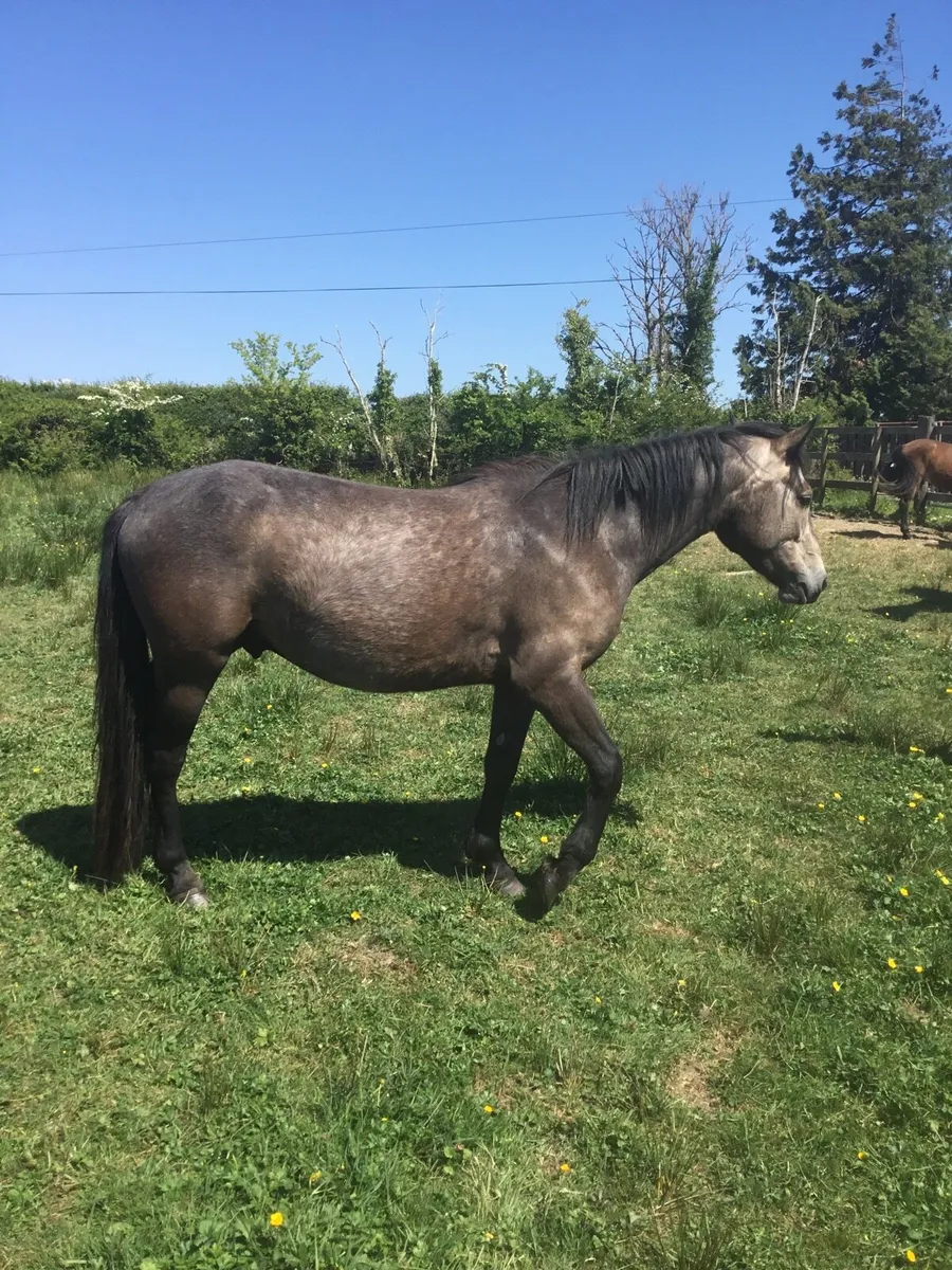 Dun Connemara gelding - Image 2