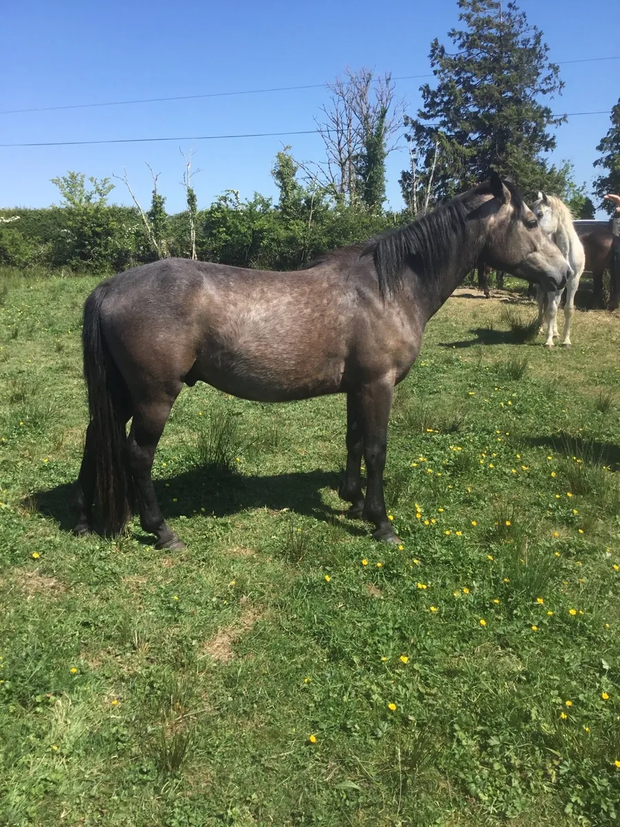 Dun Connemara gelding - Image 3