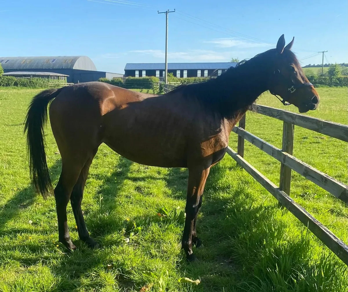 Filly - Image 1