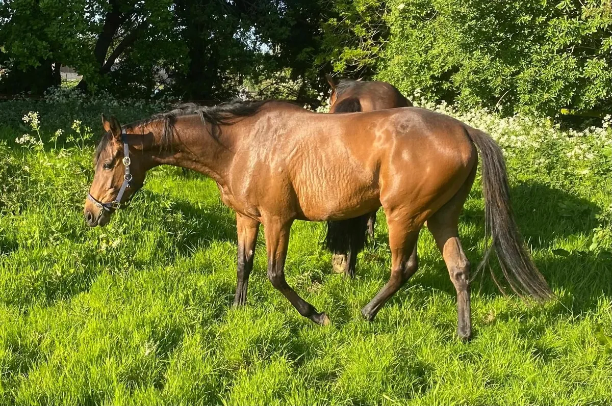 Filly - Image 2