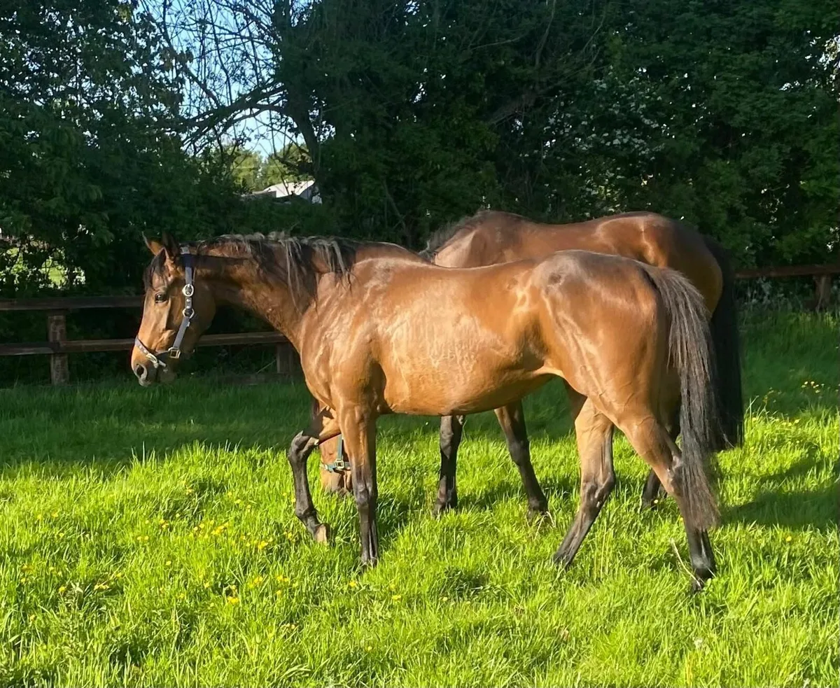 Filly - Image 3
