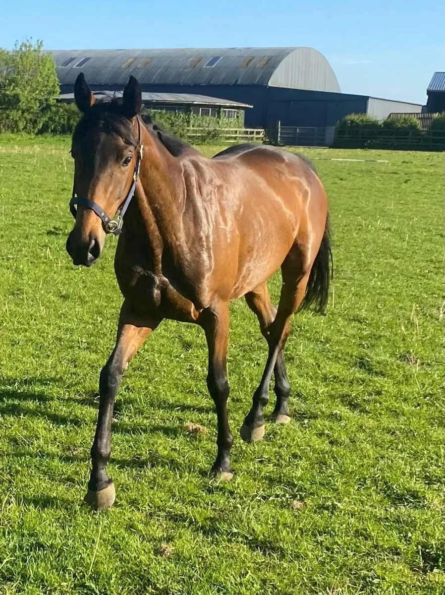 Filly - Image 4