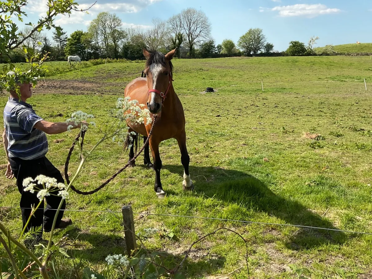 RID Brood Mare - Image 3