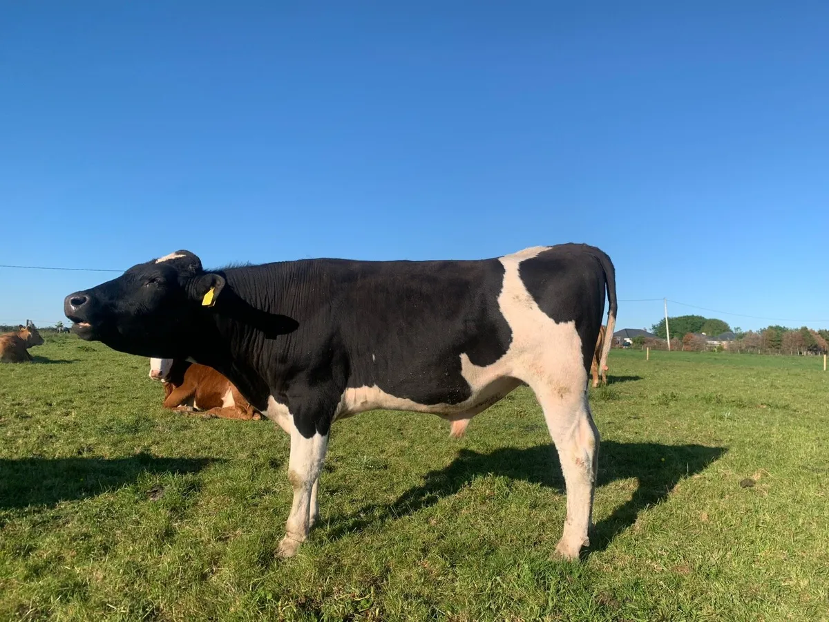Teaser Bull - Image 1