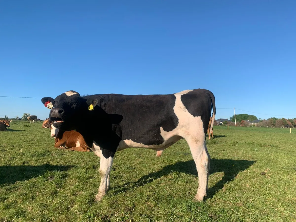 Teaser Bull - Image 2