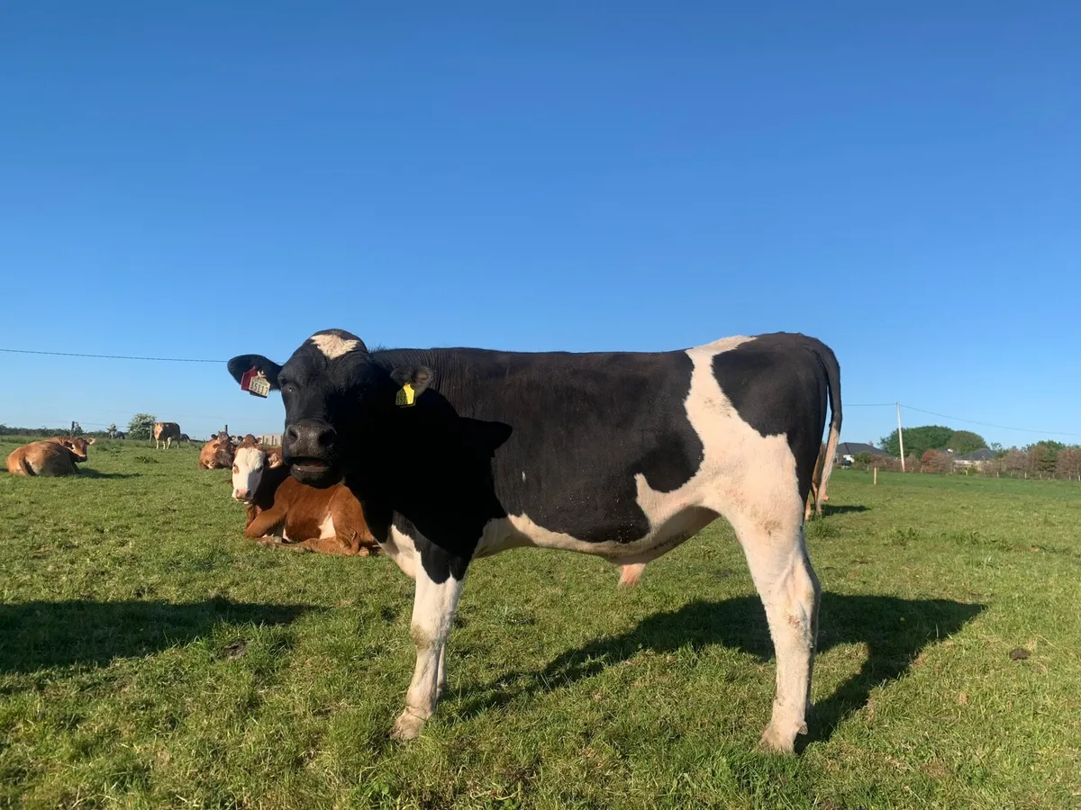 Teaser Bull - Image 3