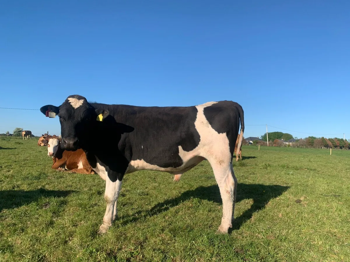 Teaser Bull - Image 4