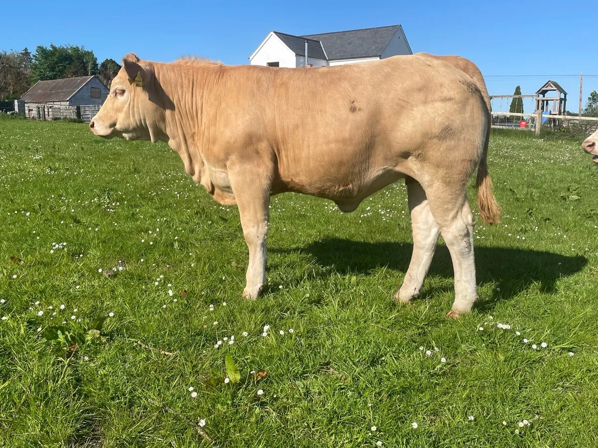 Bulling heifer - Image 1