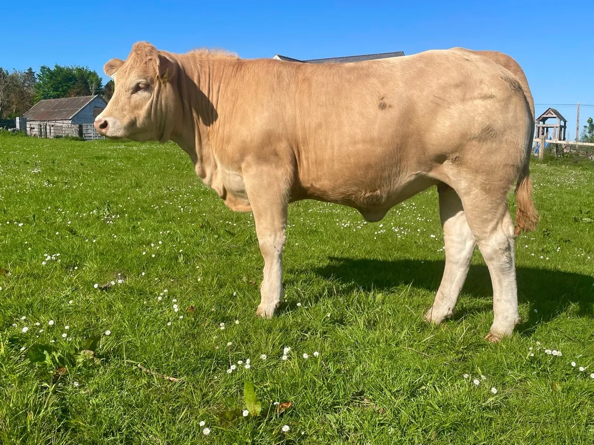 Bulling heifer - Image 2