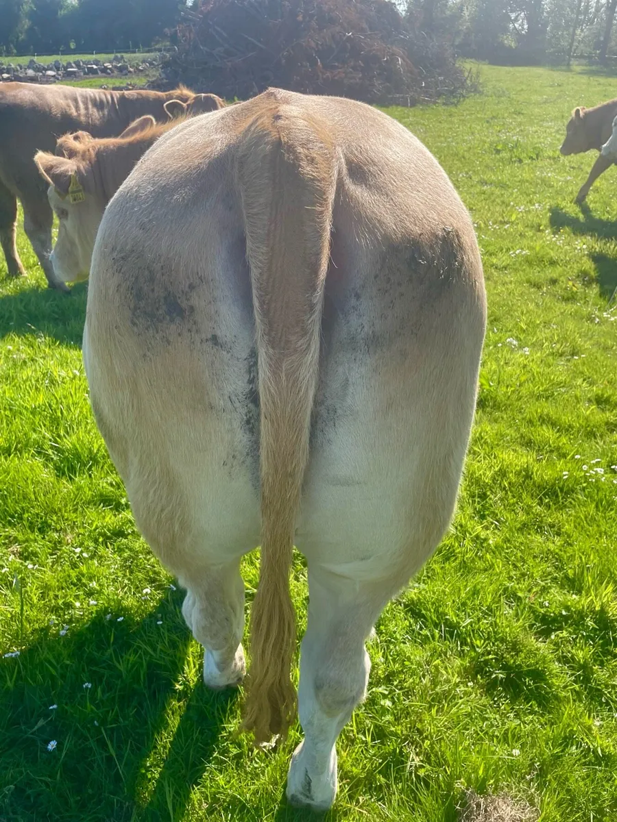 Bulling heifer - Image 3