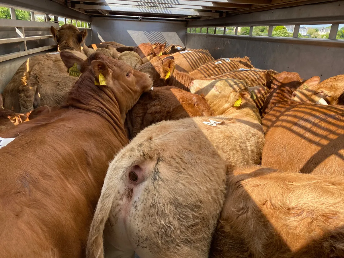 💥13/5/25💥 Fresh in Bullocks & Heifers - Image 1