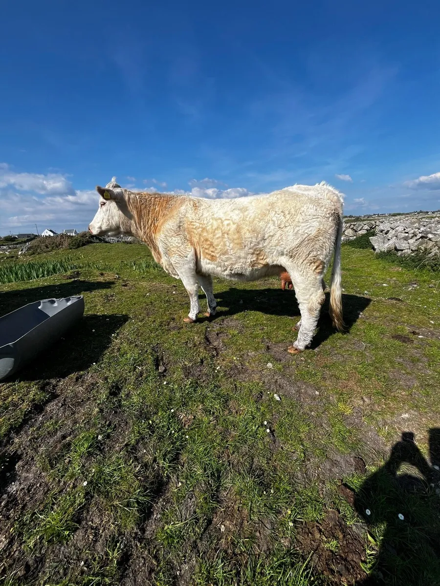 PBR Orwell cow - Image 1